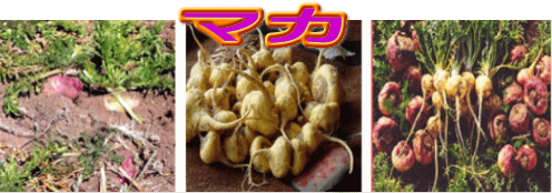 maca マカの球根です