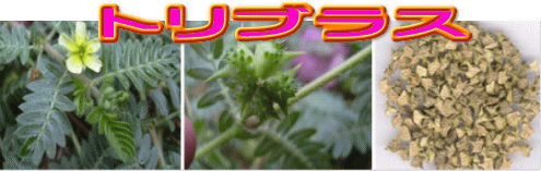 tribulus トリブラスの花と種